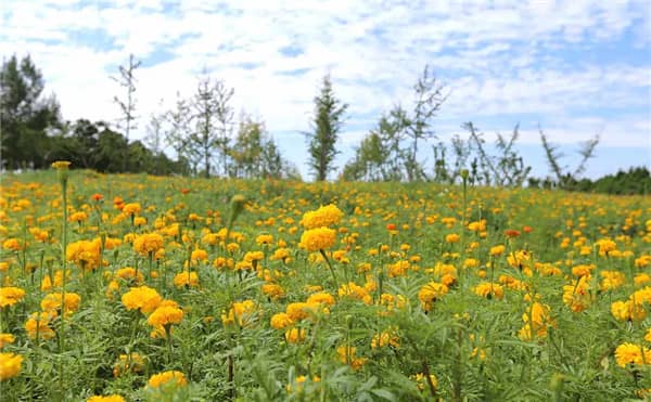 壽陽山墓園西安地址在哪里，限時搶購