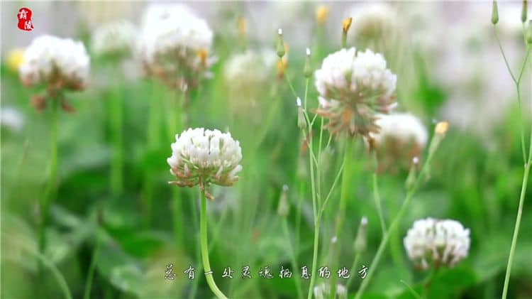 西安霸陵陵園的樹葬服務(wù)有哪些獨(dú)特之處？