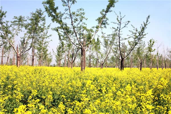 在西安，購(gòu)買(mǎi)墓地后的付款操作有哪些注意事項(xiàng)？