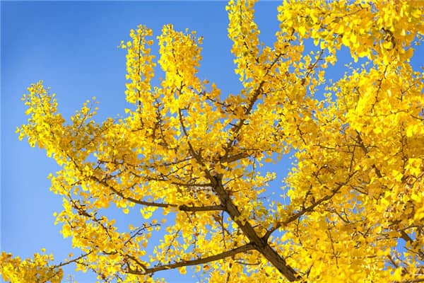在選擇西安地區(qū)的公墓時(shí)，家屬應(yīng)該注意哪些方面，以確保逝者得到公平和尊嚴(yán)的告別？