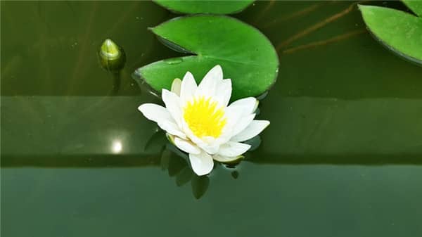 寒衣節(jié)如何傳承美德，倡導(dǎo)生態(tài)葬法？